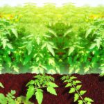 coffee grounds benefit tomatoes